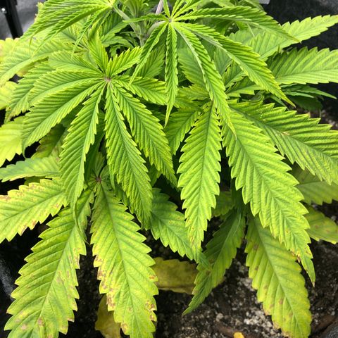 Triple XL growlog timeline photo