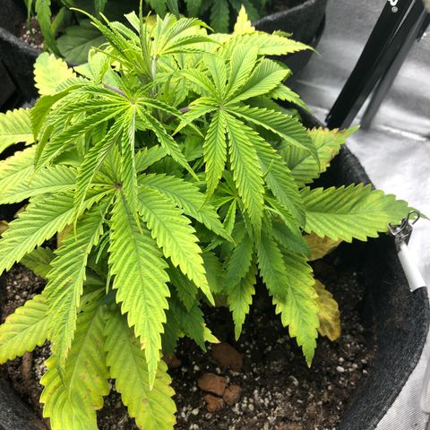 Triple XL growlog timeline photo