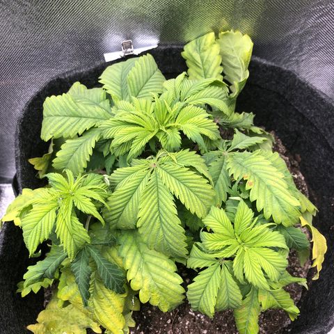 Amnesia Haze growlog timeline photo
