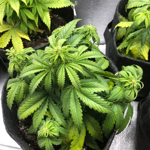 Green Crack growlog timeline photo