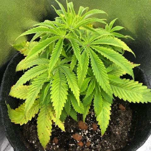 Triple XL growlog timeline photo