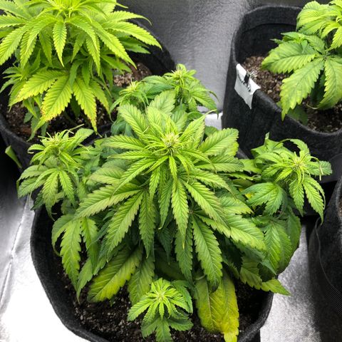 Green Crack growlog timeline photo