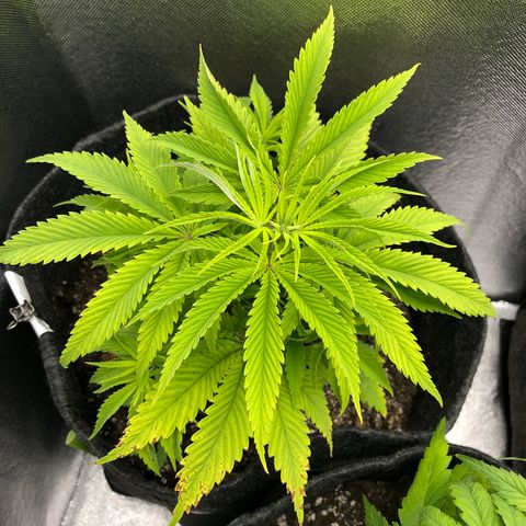 Triple XL growlog timeline photo