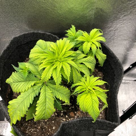 Amnesia Haze growlog timeline photo