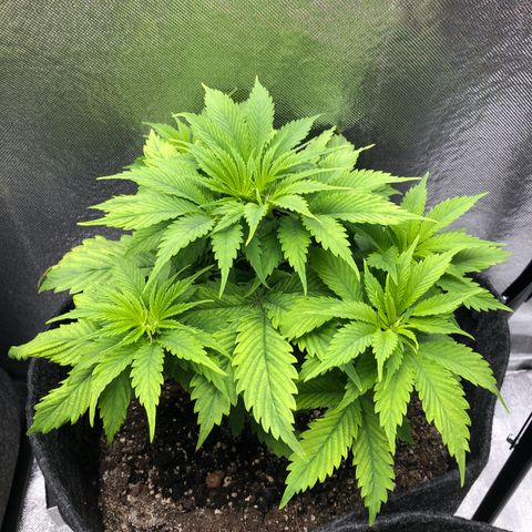 Amnesia Haze growlog timeline photo