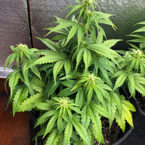 Green Crack growlog timeline photo
