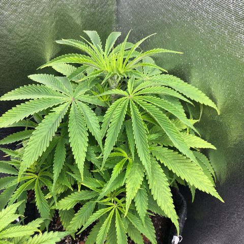 Triple XL growlog timeline photo