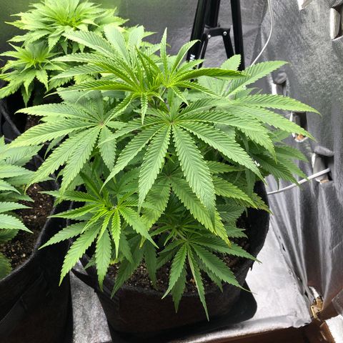 Triple XL growlog timeline photo