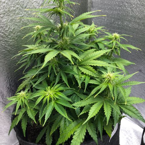 Green Crack growlog timeline photo