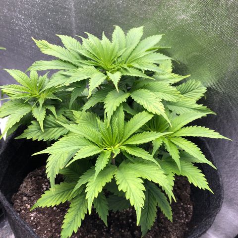 Amnesia Haze growlog timeline photo