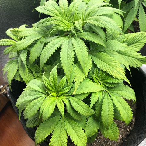 Amnesia Haze growlog timeline photo