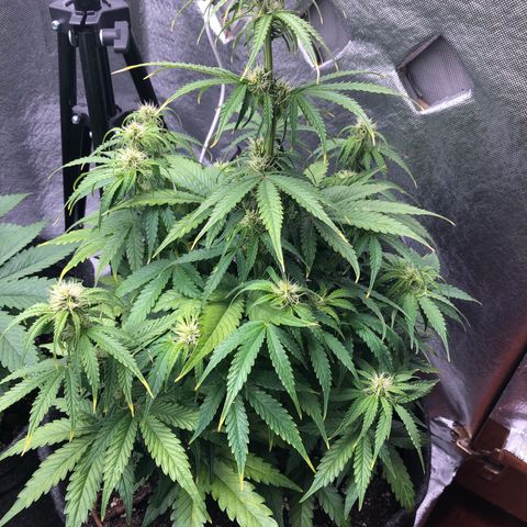 Green Crack growlog timeline photo