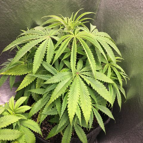 Triple XL growlog timeline photo