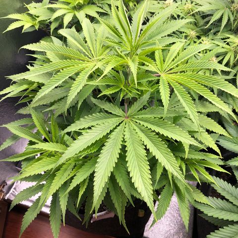 Triple XL growlog timeline photo