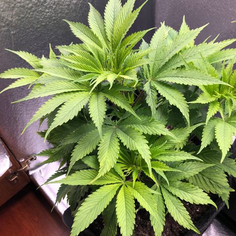 Amnesia Haze growlog timeline photo