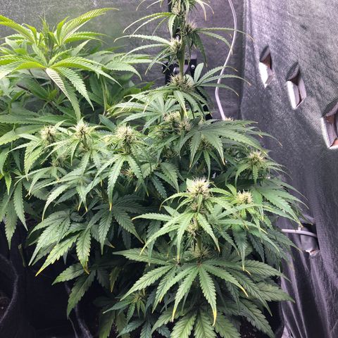Green Crack growlog timeline photo