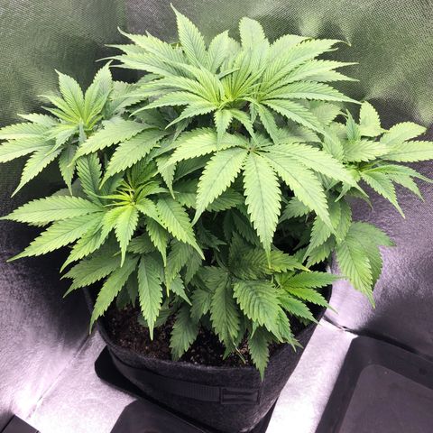 Amnesia Haze growlog timeline photo
