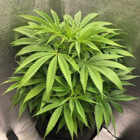 Triple XL growlog timeline photo