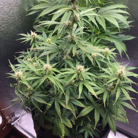 Green Crack growlog timeline photo