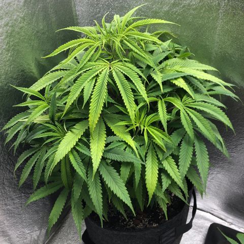 Triple XL growlog timeline photo