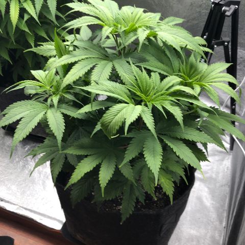 Amnesia Haze growlog timeline photo