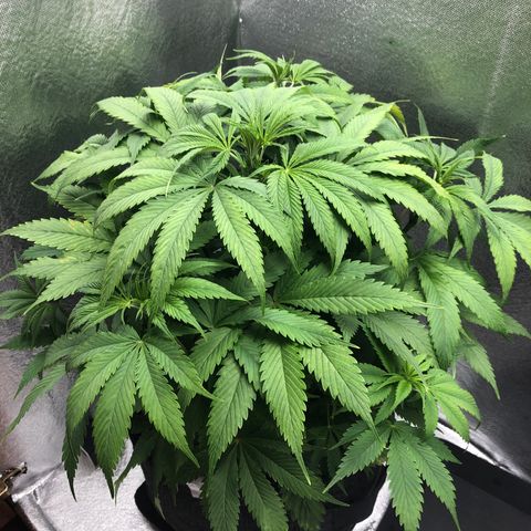 Amnesia Haze growlog timeline photo