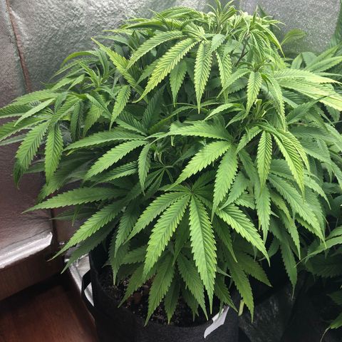 Triple XL growlog timeline photo