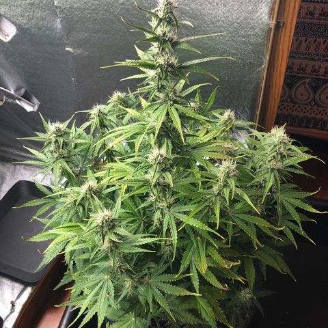 Green Crack growlog timeline photo