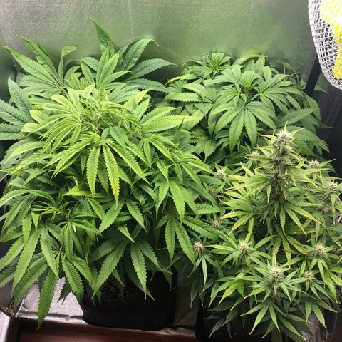 Triple XL growlog timeline photo
