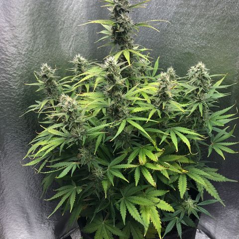 Green Crack growlog timeline photo