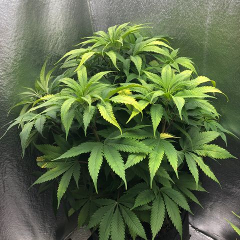 Amnesia Haze growlog timeline photo