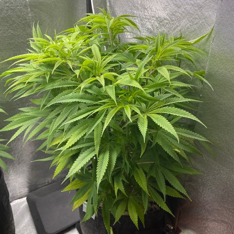 Triple XL growlog timeline photo