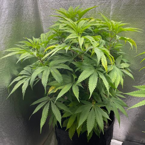 Amnesia Haze growlog timeline photo