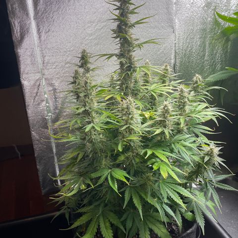 Green Crack growlog timeline photo