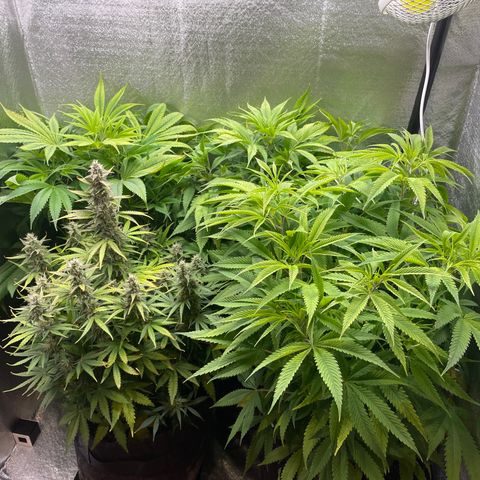 Triple XL growlog timeline photo