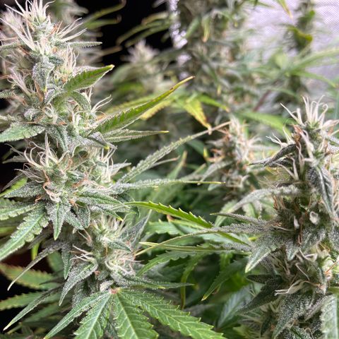 Green Crack growlog timeline photo