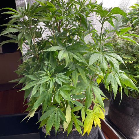 Amnesia Haze growlog timeline photo