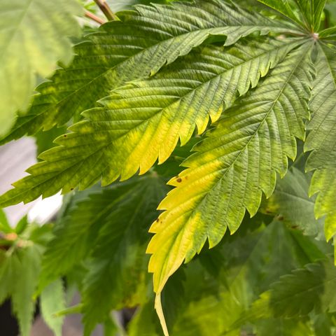 Amnesia Haze growlog timeline photo
