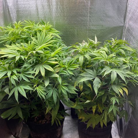 Triple XL growlog timeline photo