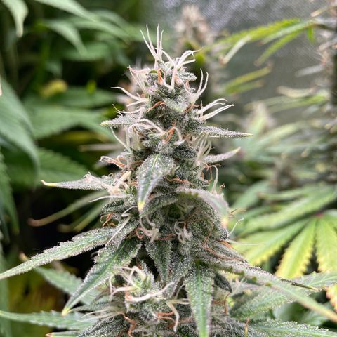 Green Crack growlog timeline photo