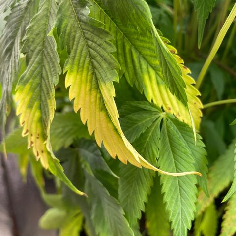 Amnesia Haze growlog timeline photo