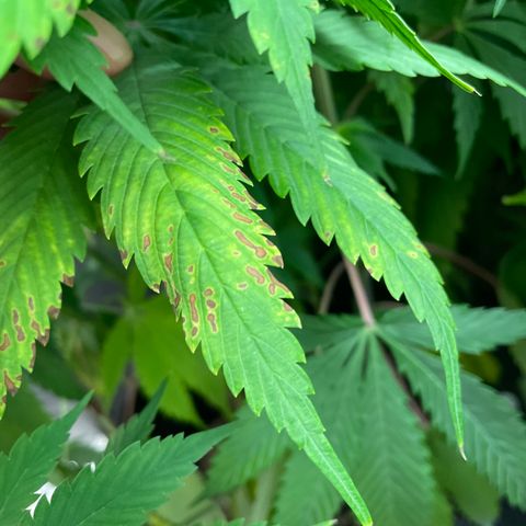 Amnesia Haze growlog timeline photo