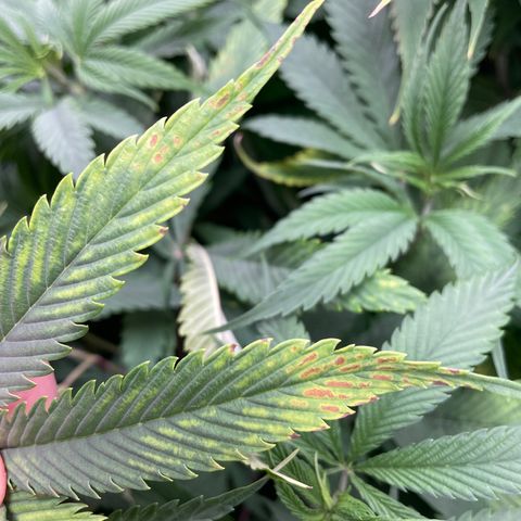 Amnesia Haze growlog timeline photo
