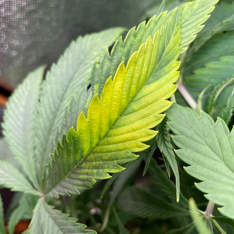 Amnesia Haze growlog timeline photo