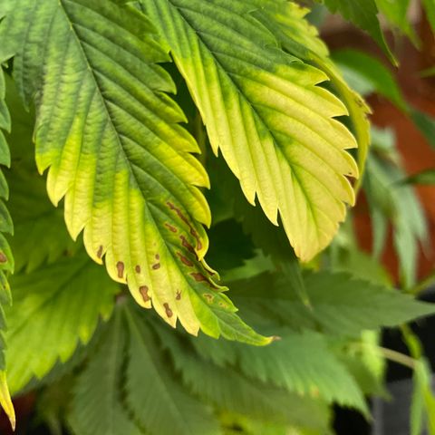 Amnesia Haze growlog timeline photo