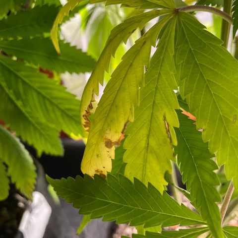 Triple XL growlog timeline photo