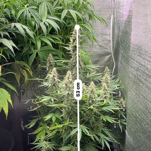 Green Crack growlog timeline photo