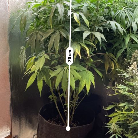Amnesia Haze growlog timeline photo