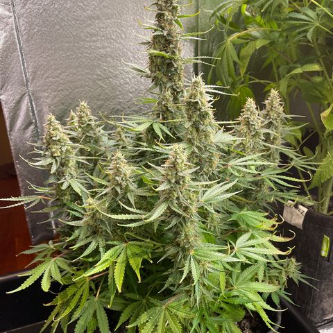Green Crack growlog timeline photo
