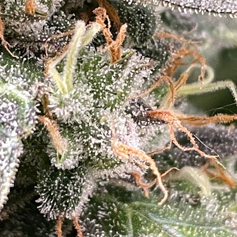 Green Crack growlog timeline photo